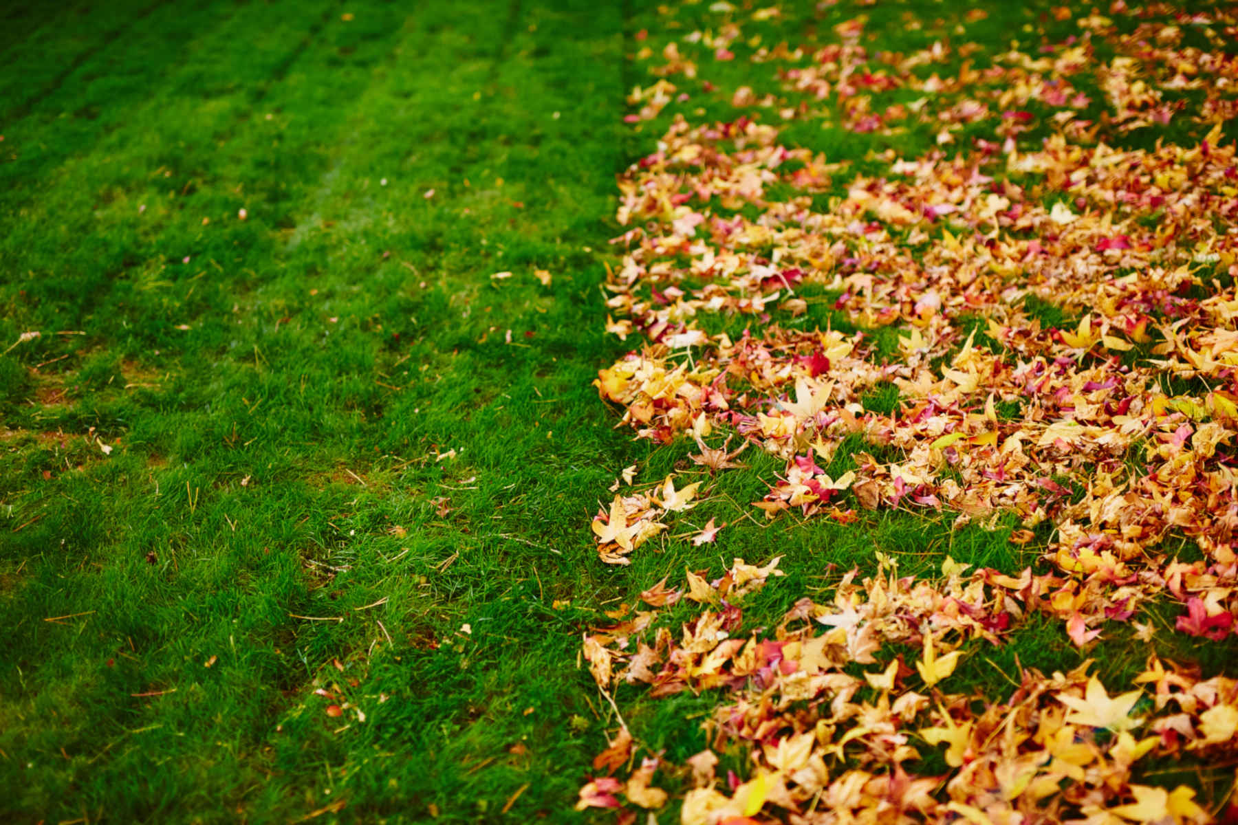Leaf Removal project 5